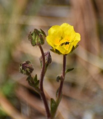 Potentilla ranunculoides