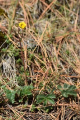 Potentilla ranunculoides