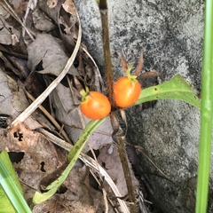 Triosteum angustifolium