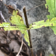 Triosteum angustifolium