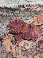 Fungi