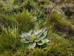Naked-stem plantain (Plantago subnuda)