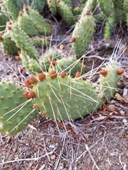 Opuntia polyacantha