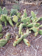 Opuntia polyacantha