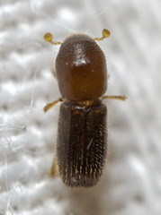 Xyleborinus saxesenii