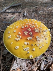 Amanita muscaria guessowii