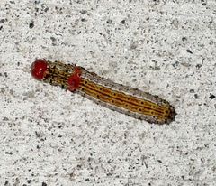 Oedemasia concinna