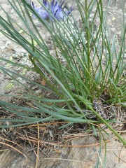 Phyteuma hedraianthifolium