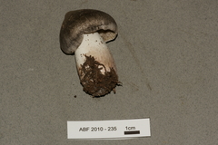 Tricholoma virgatum