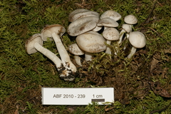 Clitocybe dilatata