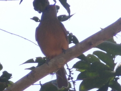 Mionectes rufiventris