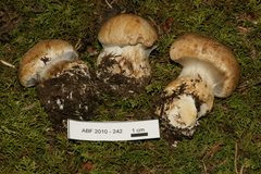 Cortinarius crassus