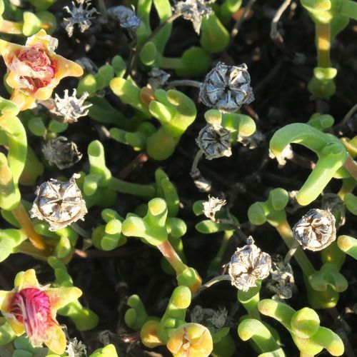 Meyerophytum meyeri (Schwantes) Schwantes