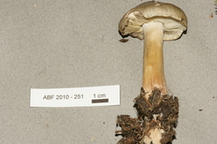 Tricholoma virgatum