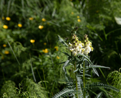 Pedicularis compacta