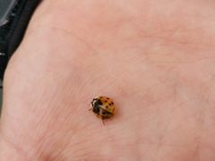 Harmonia axyridis