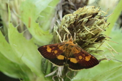 Pyrausta falcatalis