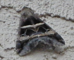 Melipotis perpendicularis