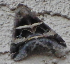 Melipotis perpendicularis