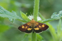 Pyrausta falcatalis