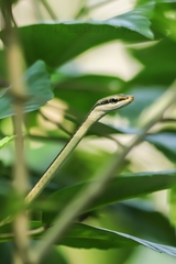 Dendrelaphis girii