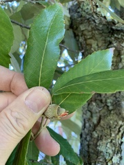 Quercus oblongata