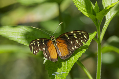 Heliconius hecale