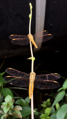 Brachythemis contaminata