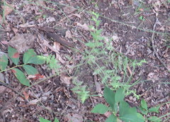 Aureolaria pectinata