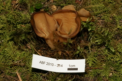 Otidea alutacea