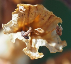 Orobanche hederae