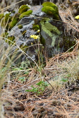 Potentilla ranunculoides