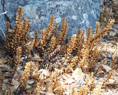 Orobanche hederae