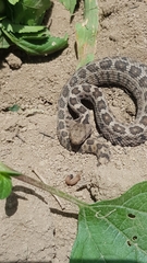 Crotalus ravus