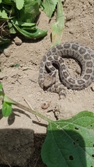 Crotalus ravus