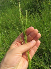 Panicum virgatum cubense