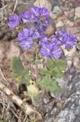 Phacelia crenulata ambigua