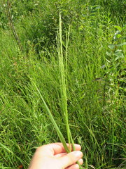 Panicum virgatum cubense
