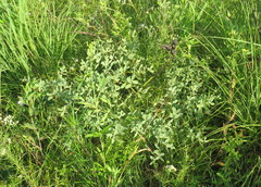 Baptisia australis aberrans