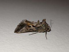 Autographa gamma