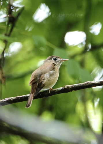 Brown-breasted Flycatcher (Muscicapa muttui), photo 10
