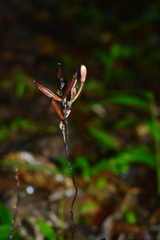 Lecanorchis multiflora