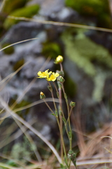 Potentilla ranunculoides