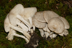 Lyophyllaceae