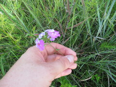 Phlox glaberrima