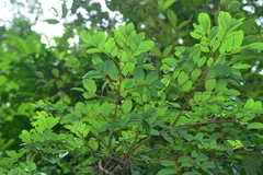 Dalbergia benthamii