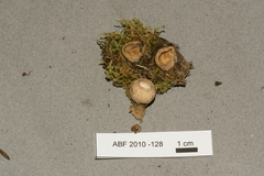 Tarzetta cupularis