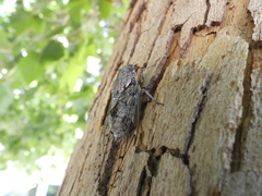 Cicada orni