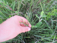 Hypericum denticulatum