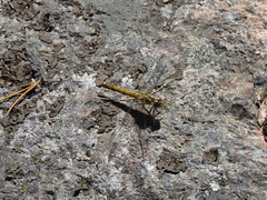 Sympetrum vulgatum